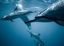 开云体育APP下载-NBA-杜伦30+13坎宁安17+8+15 活塞主场送灰熊7连败